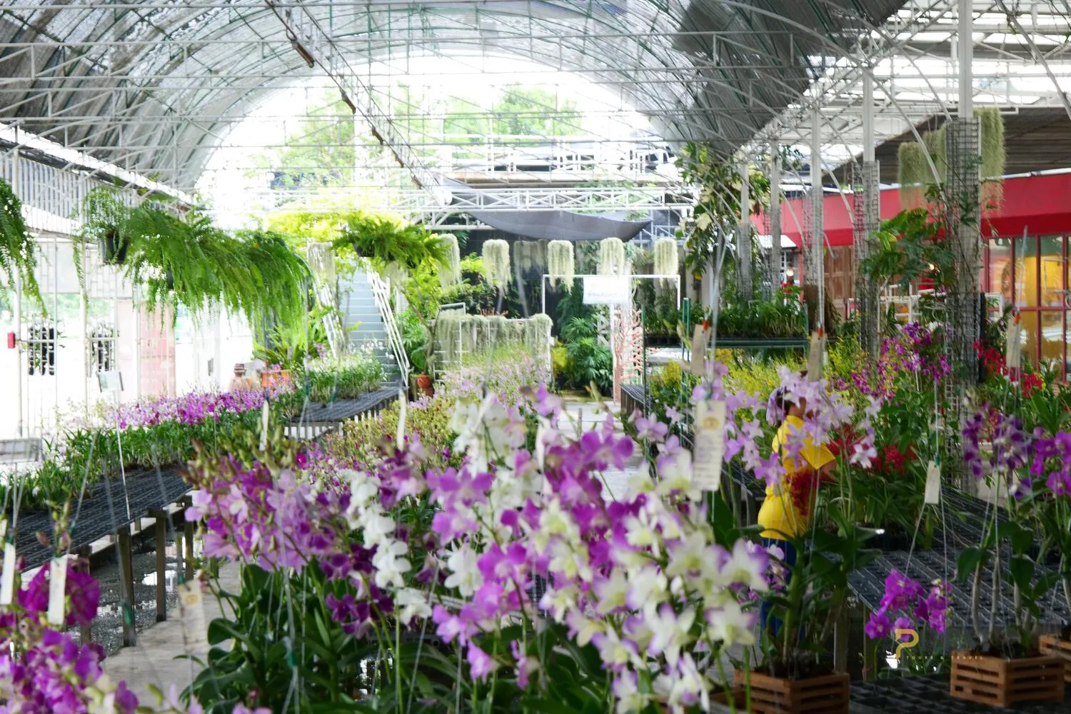 Mana Orchid