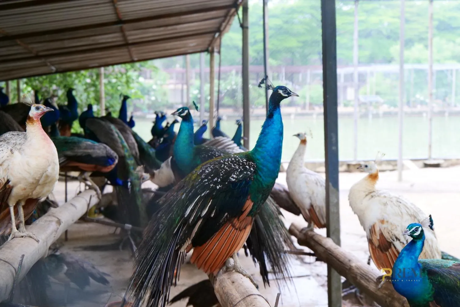 Sam Phran Peacock Park