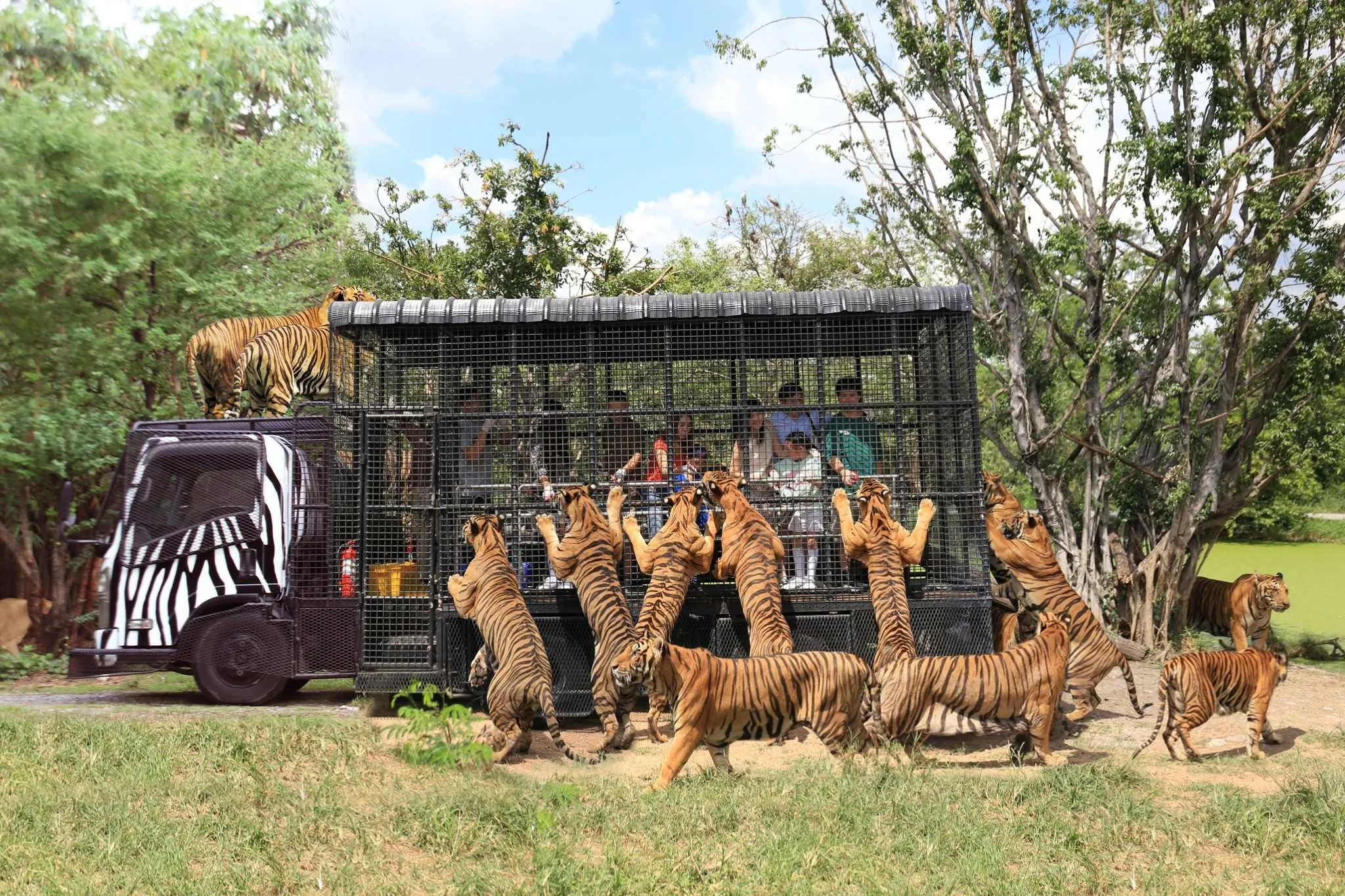 Bangkok Safari World - Safari Park & Marine Park Adventure