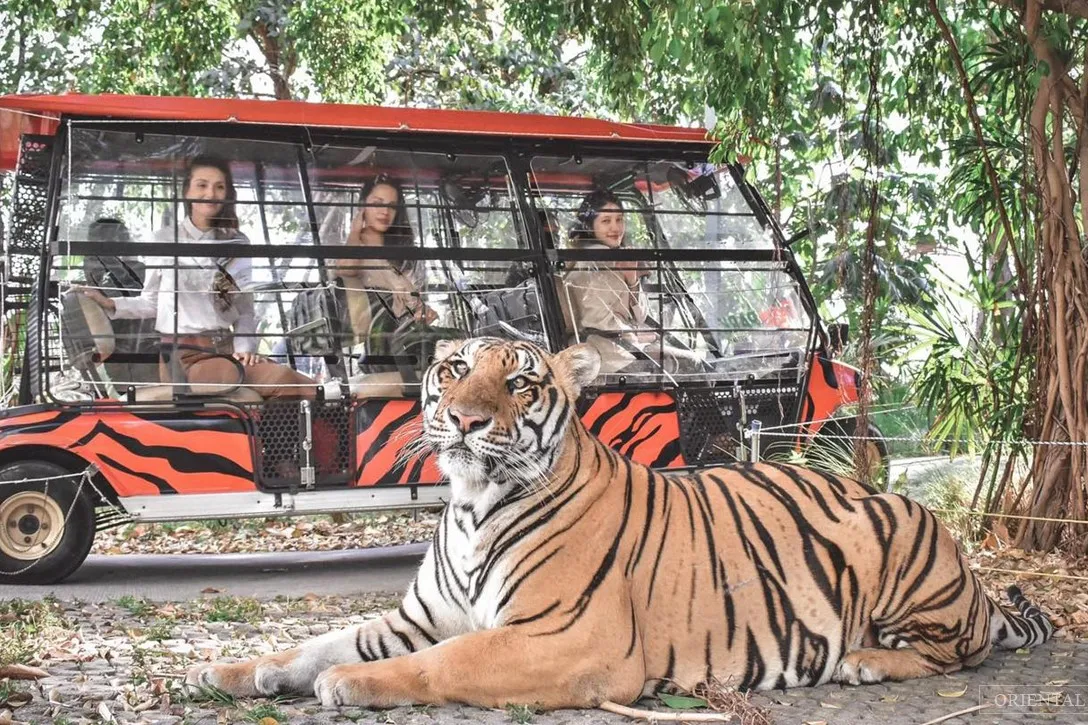 {"id":720,"name":"package-tours\/places\/41-6-408dc84da94fb9c338c97003e0c3dff9.webp","package_tours_places_id":41,"alt":"Tiger Park Pattaya","position":7,"cover":0,"status":1,"created_at":"2024-09-02T09:34:59.000000Z","updated_at":"2024-09-02T09:34:59.000000Z","deleted_at":null}